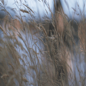 Pretender by Spira me